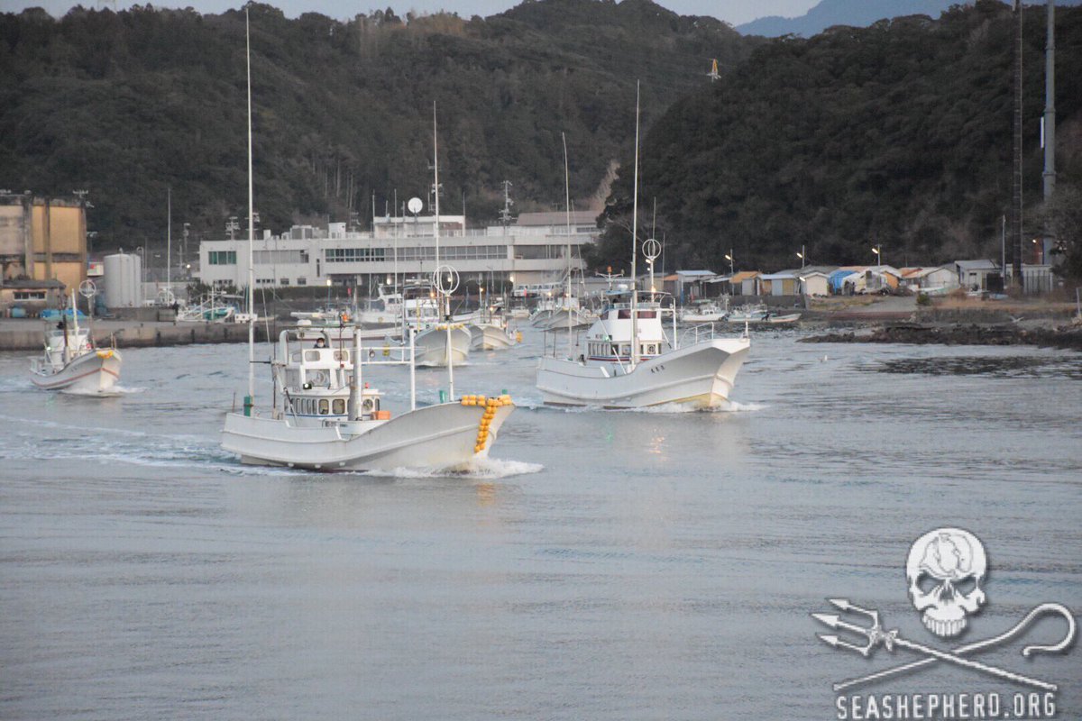 RT @CoveGuardians: 6:38am 10 killing vessels are departing Taiji harbor to hunt Dolphins. THINK BLUE! #tweet4taiji #OpHenkaku https://t.co/…