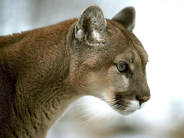 RT @CenterForBioDiv: Stop the Slaughter of Nebraska's Rare #Cougars: https://t.co/QfUc2lz5iv https://t.co/0eJieM18OB
