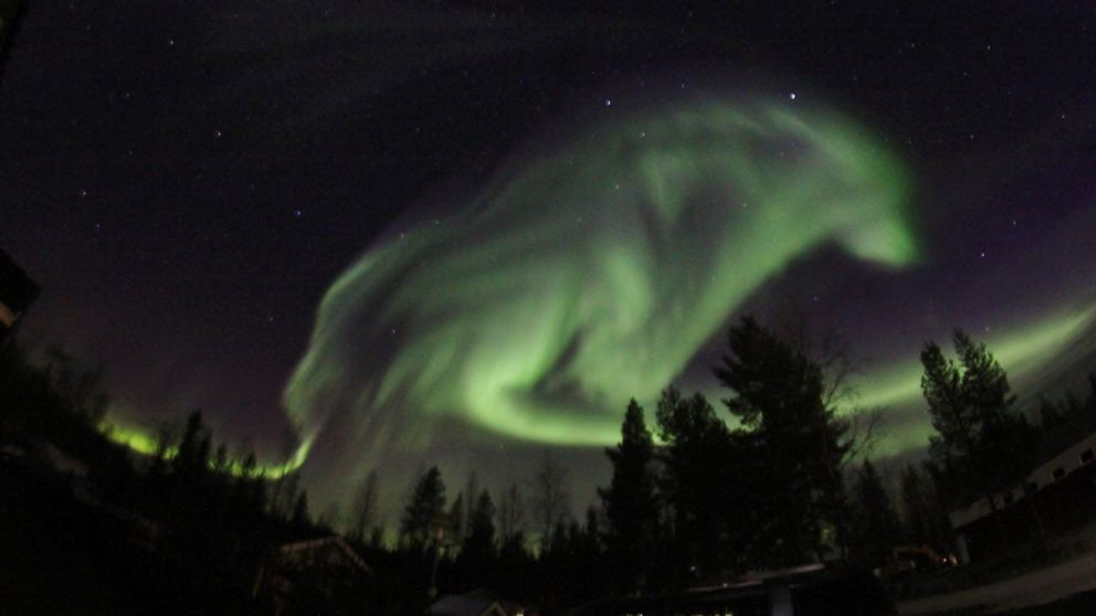 Aurora Borealis in the shape of a wolf. Taken in Pajala, Sweden https://t.co/M3Rcss65xD