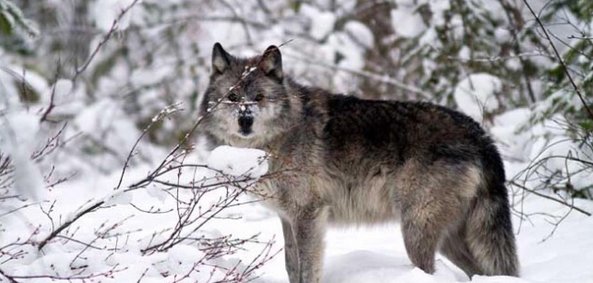 When will British Columbia understand that the wolf is a positive apex predator in wilderness environments? https://t.co/Mw14eiLGQw