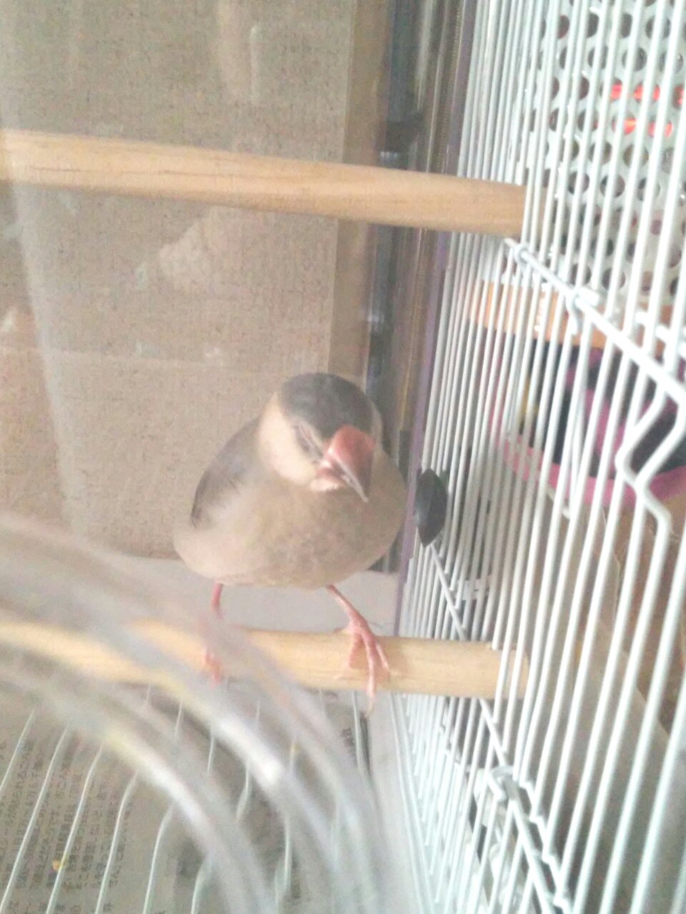 文鳥 In 猫の日だから猫を貼ると思った 残念文鳥でした