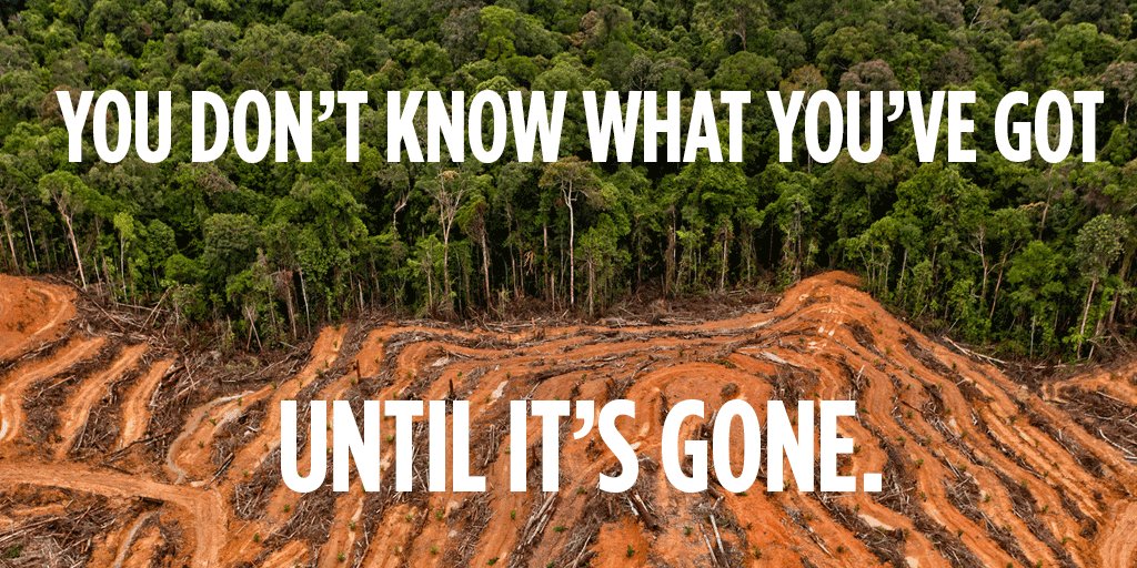 RT @Greenpeace: Actions rather than words! Tell companies to stand up for forest now: https://t.co/67MQKzSt1a https://t.co/NL6rIkY0aT