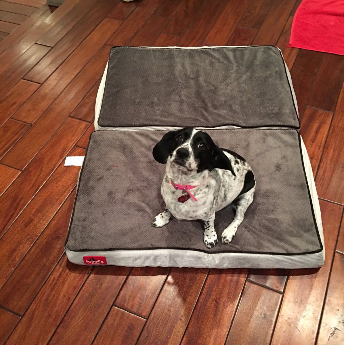 Thank u @MattressFirm for resolving issue fast. Dogs love their brindle memory foam beds. Thank u. @romain_zago https://t.co/GJlyuSScSr