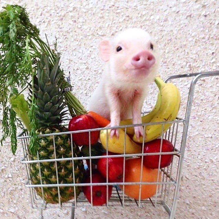 This little piggy went to market ... ???? Happy #nationalpigday y'all! ???????????? #regram @Prissy_Pig https://t.co/fVseay24Co