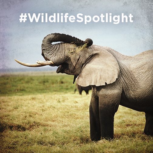 RT @RacingXtinction: Join us TONIGHT in #DC for special #WildlifeSpotlight projections https://t.co/dZAiGAXn2u @StateDeptOES @VulcanInc htt…
