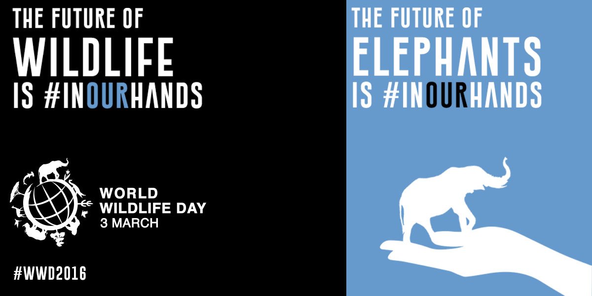 RT @ChelseaClinton: Today is #WorldWildlifeDay! The planet’s future is #InOurHands; go to https://t.co/8i14OU9uuW to learn more https://t.c…