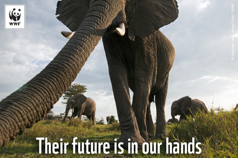 RT @WWF: RT to say NO to poaching & illegal wildlife trade. Their future is #InOurHands. It's #WorldWildlifeDay! https://t.co/9DfXKS043N