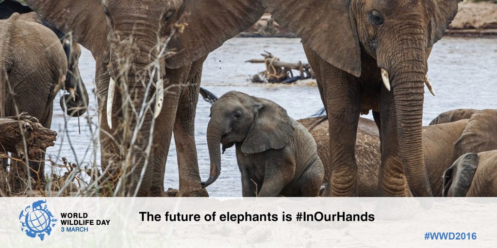 Urgent action is needed to save West Africa's #elephants. Their future is #InOurHands. #WorldWildlifeDay https://t.co/3K1RIA6roZ