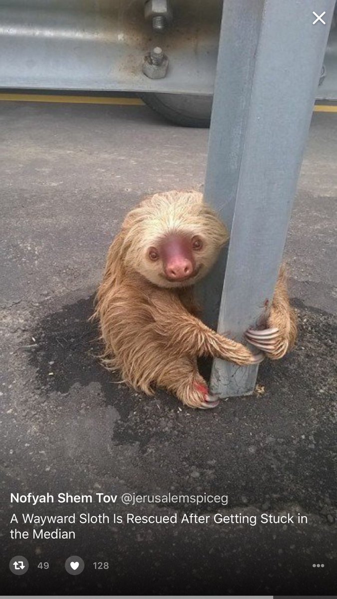 I also want a sloth. https://t.co/9X1BMUeWW1