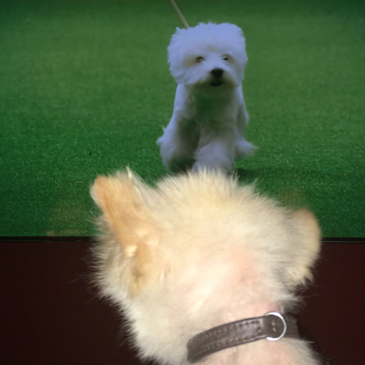 He's in love with Devon the westie. @crufts ❤️ https://t.co/YASErfVpv4