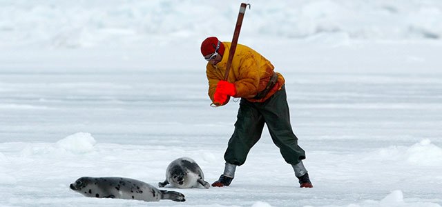 Every spring, seal pups between 3 weeks and 3 months of age are brutally shot, clubbed and skinned. #Canada https://t.co/9pW8sG1r2M