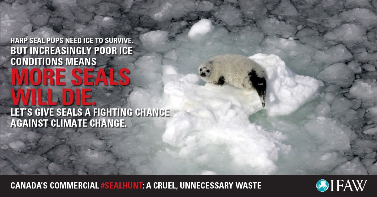 RT @action4ifaw: When bad ice combines w/ Canada's seal hunt, entire generations of seals can be wiped out! https://t.co/uMaCzBWbeE https:/…