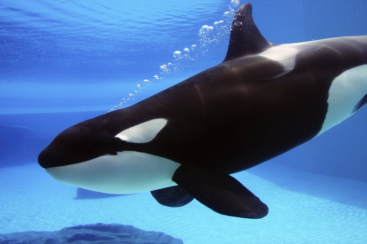 RT @HSUSNews: BREAKING NEWS: @SeaWorld to End All Orca Breeding https://t.co/LZ5MF7y9sf https://t.co/t6icRevTVn