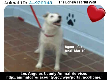 RT @MIPooh: #LosAngeles
100s of Shelter #Pets Wait 2Go Home
#Adopt 1

Who's Gonna Make U Smile 2Day LA?
#California #Puppy #Dogs https://t.…