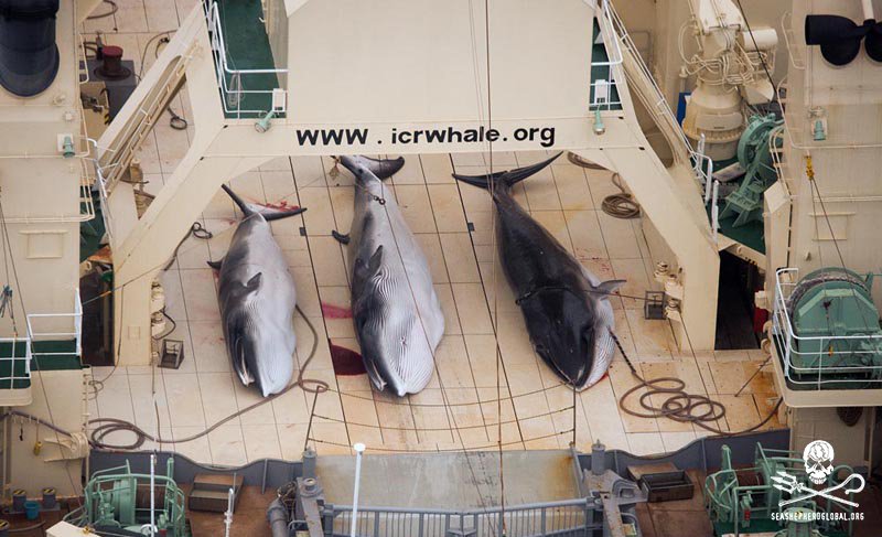 RT @seashepherd: #BREAKING: Japanese whalers return from Antarctic slaughter with 333 dead whales. #READ: https://t.co/6GGp8anfoM https://t…