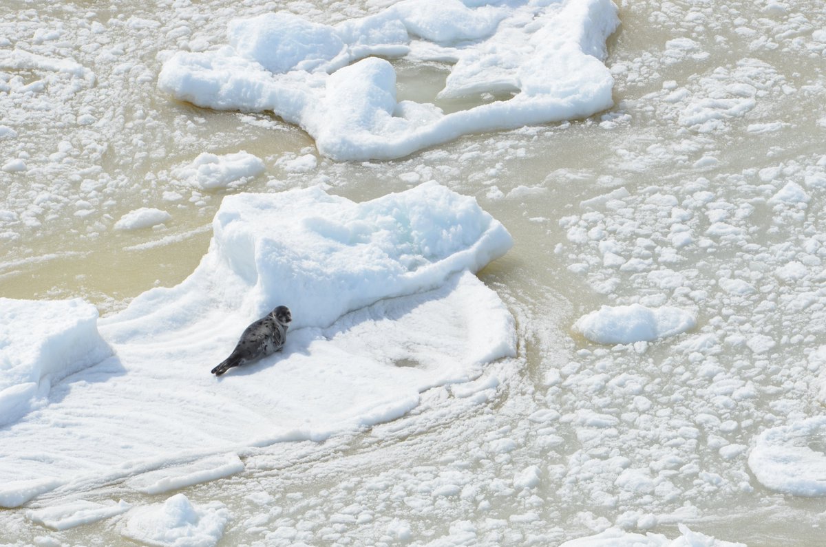 RT @HSI_Canada: BREAKING | As #Canada’s Commercial #SealHunt Begins, HSI Witnesses Slaughter on the Ice: https://t.co/Znd8x3s94d https://t.…