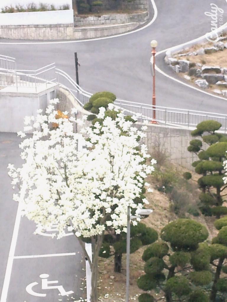 유달산 목포 꽃피는 축제 꽃축제 축하공연 남진 특별 행사 활동 벚꽃 lsyong29