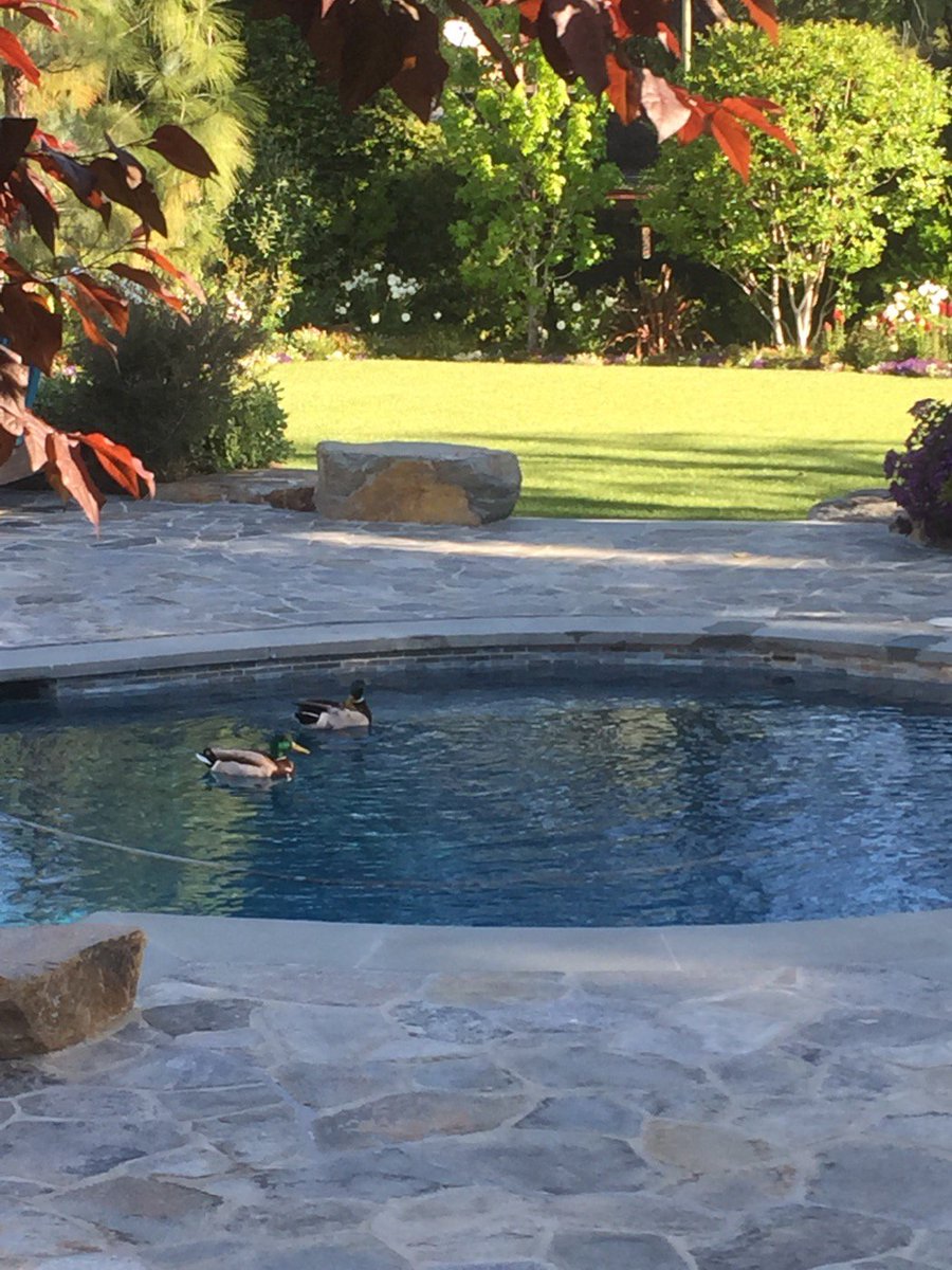 I woke up this morning and found these guys in the pool, so cute! https://t.co/wT8qlG1n2u
