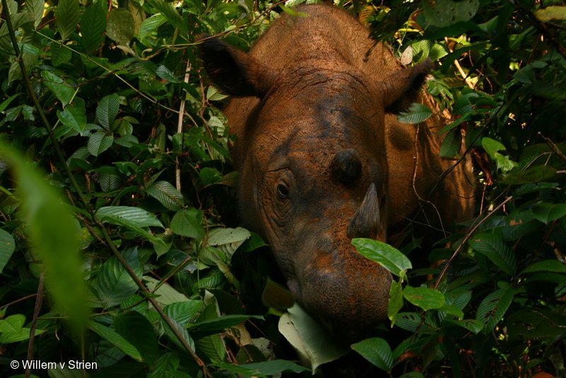 RT @Greenpeace: Discovery of #SumatranRhino is great news, but does little to fully protect the species https://t.co/wfO8X7Ougy https://t.c…