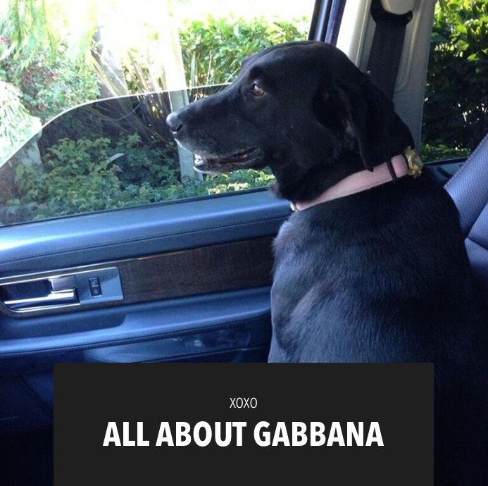 Everything you need to know about Gabbana! More about her on khloewithak! https://t.co/9TBaCvIAVA https://t.co/jsXy0hAPDf