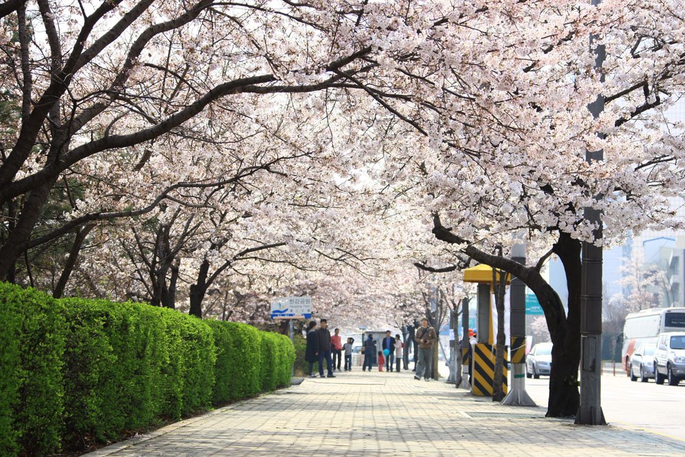 봄꽃축제 여의도 영등포 Yeouido Spring Festival Flowers 직캠 벚꽃 벚꽃축제 박시환 2014gasd
