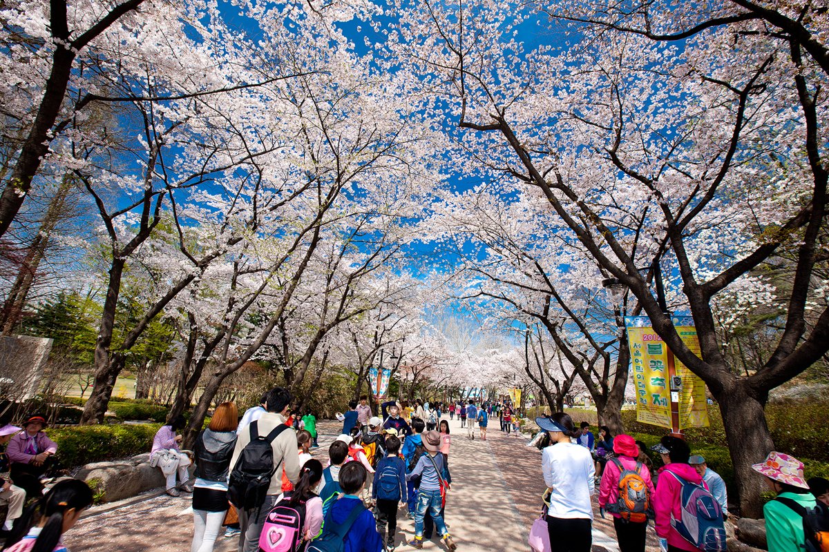 봄꽃축제 여의도 영등포 Yeouido Spring Festival Flowers 직캠 벚꽃 벚꽃축제 박시환 seoulmania