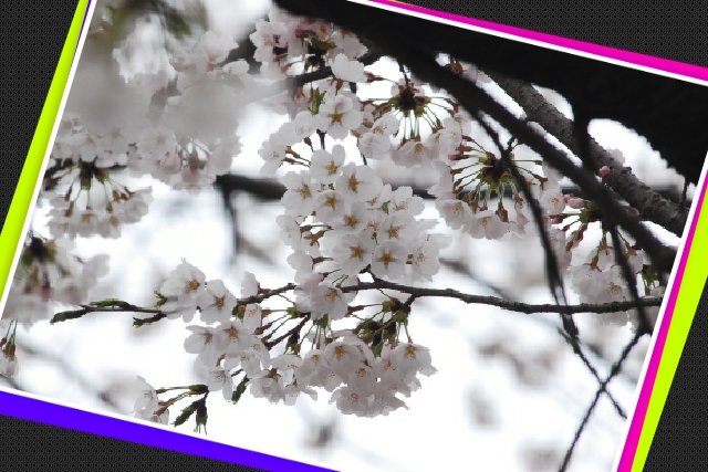 봄꽃축제 여의도 영등포 Yeouido Spring Festival Flowers 직캠 벚꽃 벚꽃축제 박시환 hyechulson