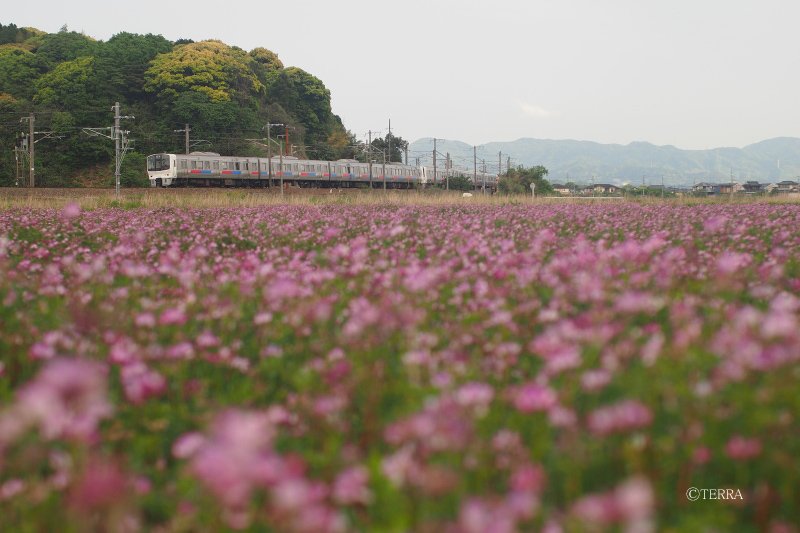 【JR九州特急列車ソニック車内販売人気お土産】異国情緒漂う南蛮菓子 ざびえる本舗 ざびえる(36個入)大分代表銘菓TV「お願い!ランキング」全国お土産総選挙参加商品