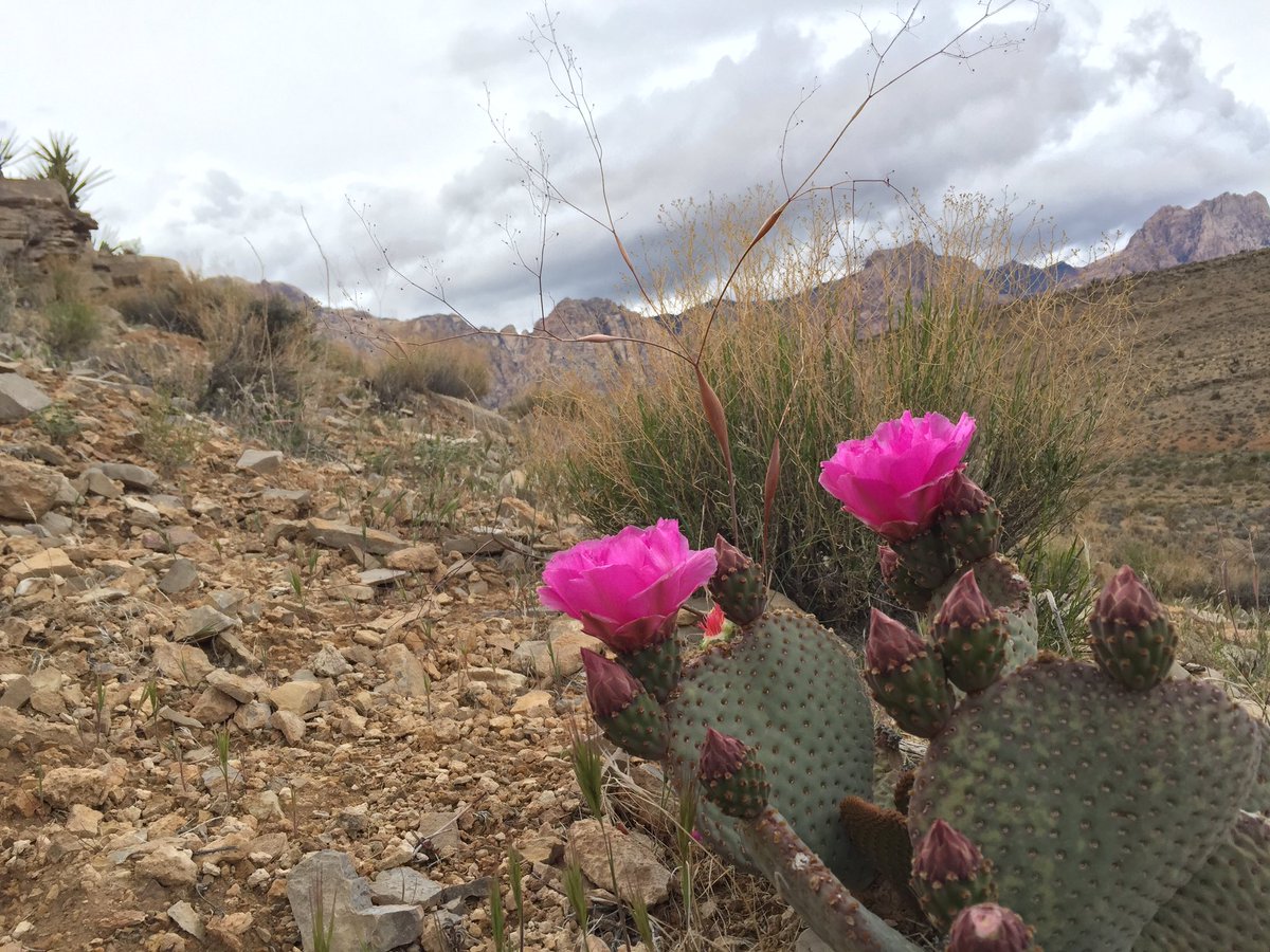 jamesdhorne: Awesome mountain bike around Cottonwood...singing..Im a coder in #magento i write #RoadtoImagine https://t.co/Cyf4xnIDMU