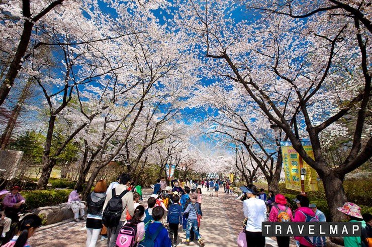 봄꽃축제 여의도 영등포 Yeouido Spring Festival Flowers 직캠 벚꽃 벚꽃축제 박시환 travelmapkr