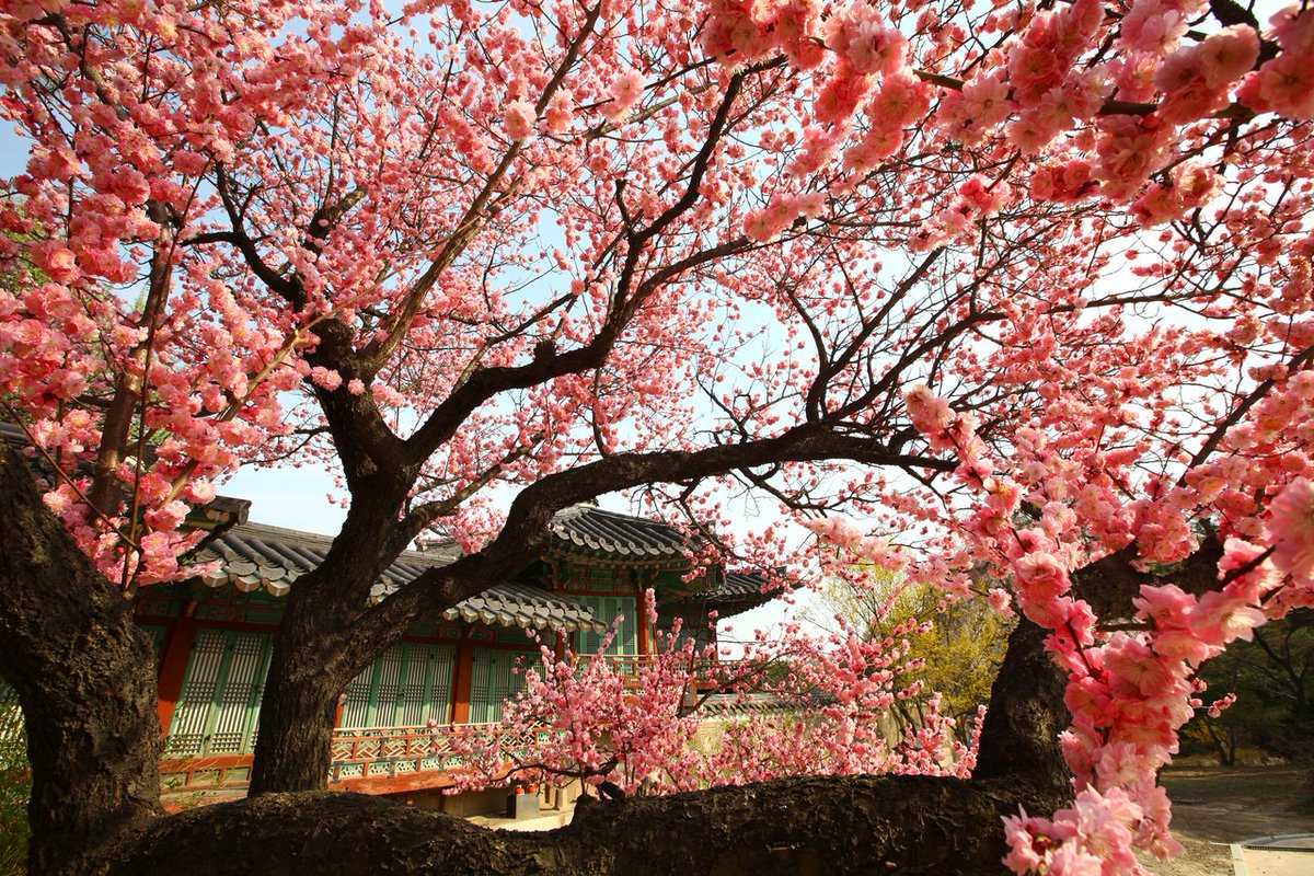 창덕궁 후원 사진 날씨가 경복궁 꽃이 궁나들이 아름다운 한복 나들이 예약 Kor_Visitkorea