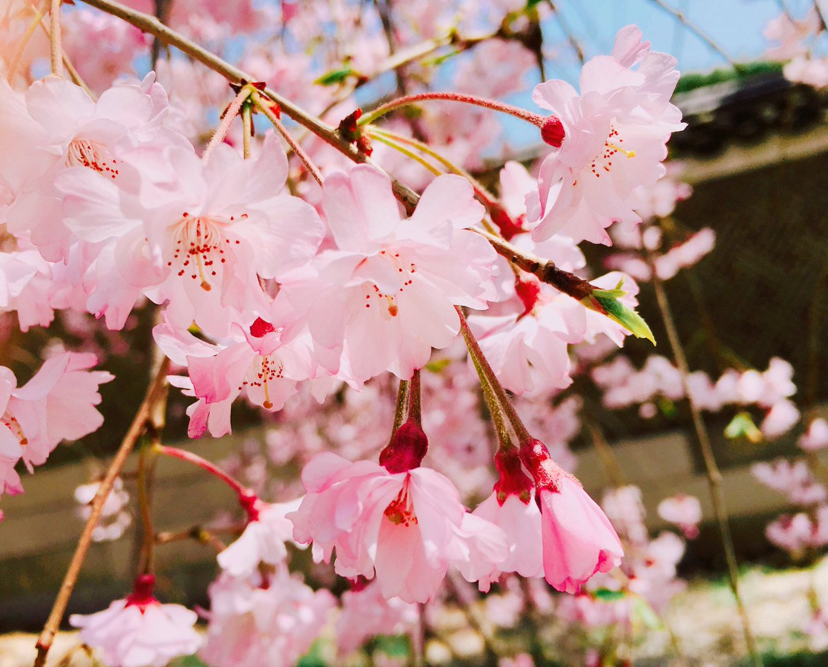 창덕궁 후원 사진 날씨가 경복궁 꽃이 궁나들이 아름다운 한복 나들이 예약 changdeok11