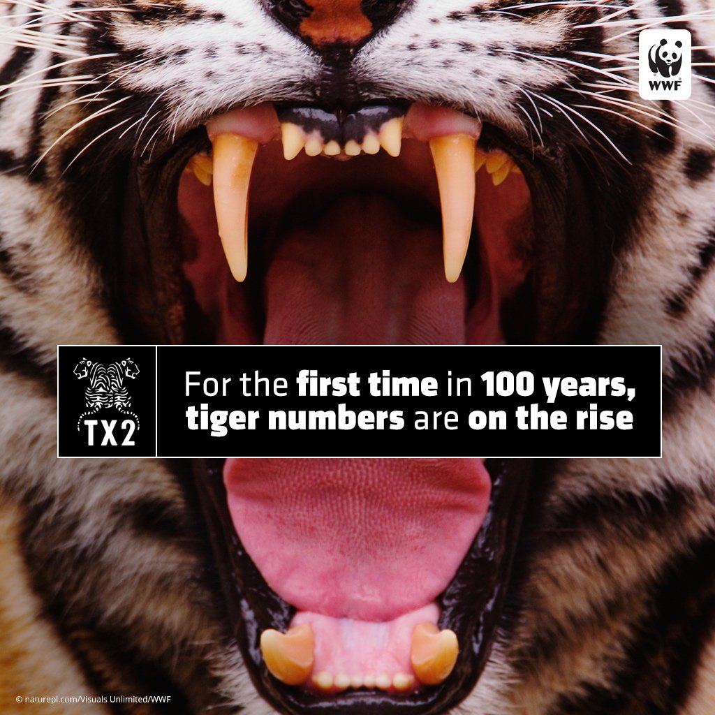 For the first time in 100 yrs, tiger numbers are on the rise: https://t.co/AN0CPz2zne @world_wildlife #DoubleTigers https://t.co/i7TpliFMUn