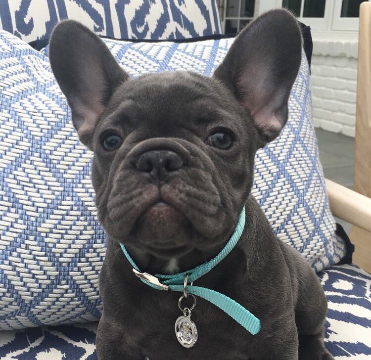 Introducing Pepper ! Welcome to the family???????????????????? #frenchie #cutenessoverload https://t.co/GMH6Zuwd9Z
