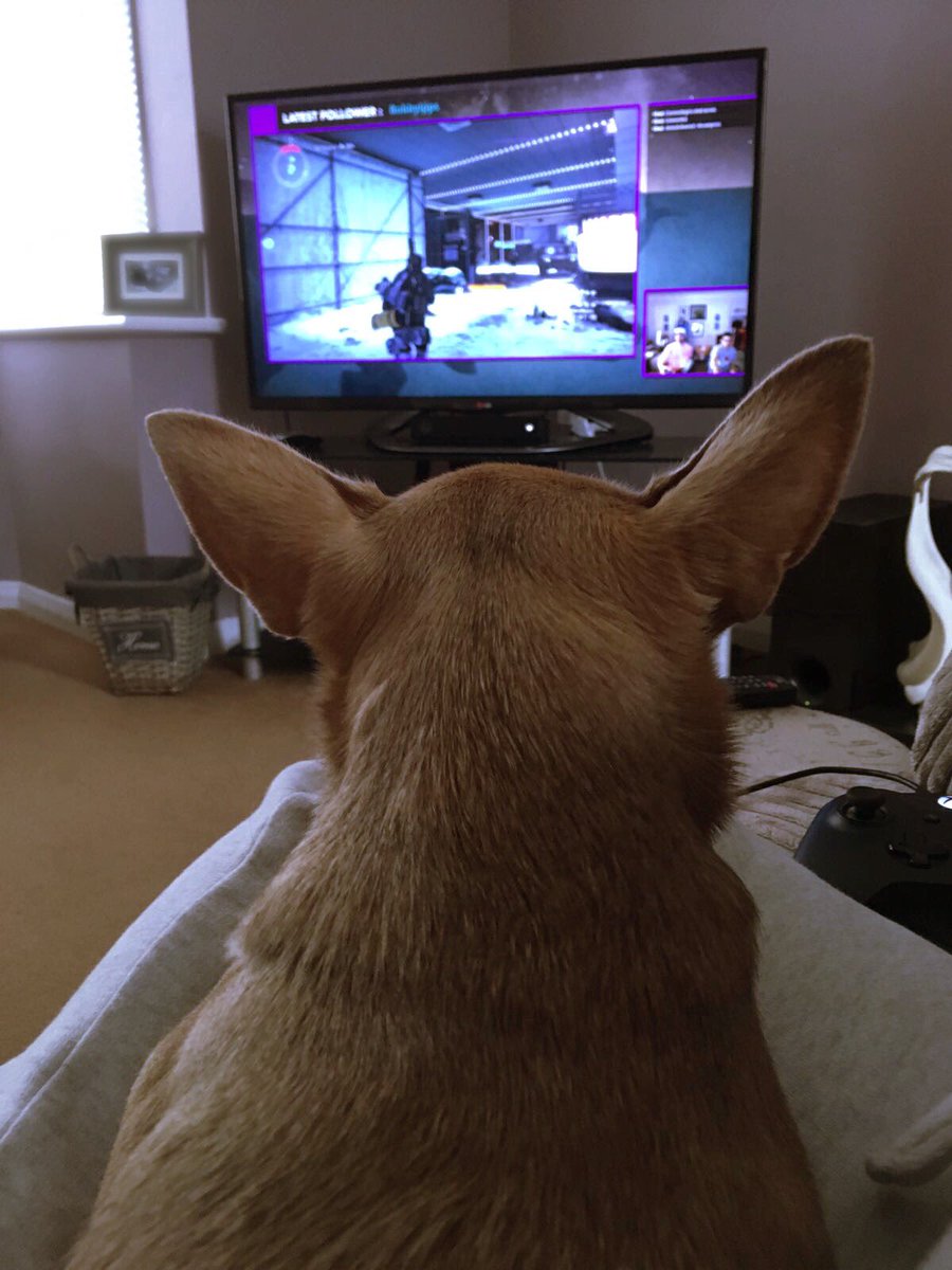 RT @hellyhills6: @jerryferrara my dog was hooked on your stream ???? https://t.co/h8UvjjhGuQ