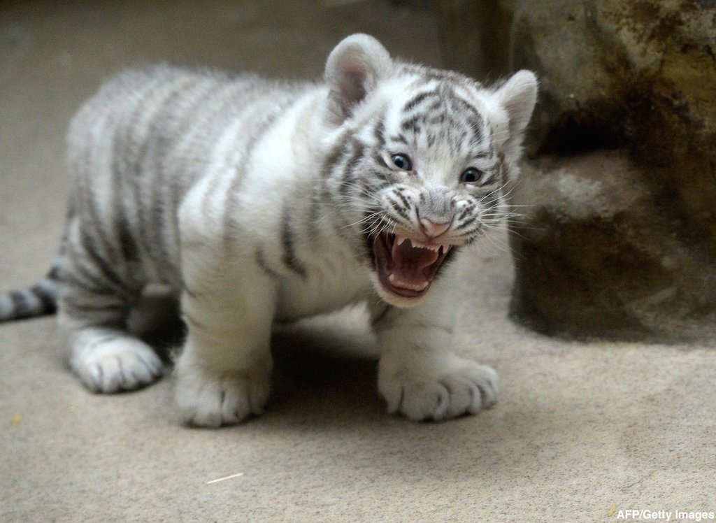 cuteness alert baby white