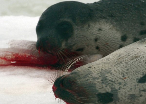 RT @FBB_PORTEPAROLE: La chasse aux phoques est moribonde mais elle fait honte au Canada... @JustinTrudeau abolissez cette barbarie ! https:…