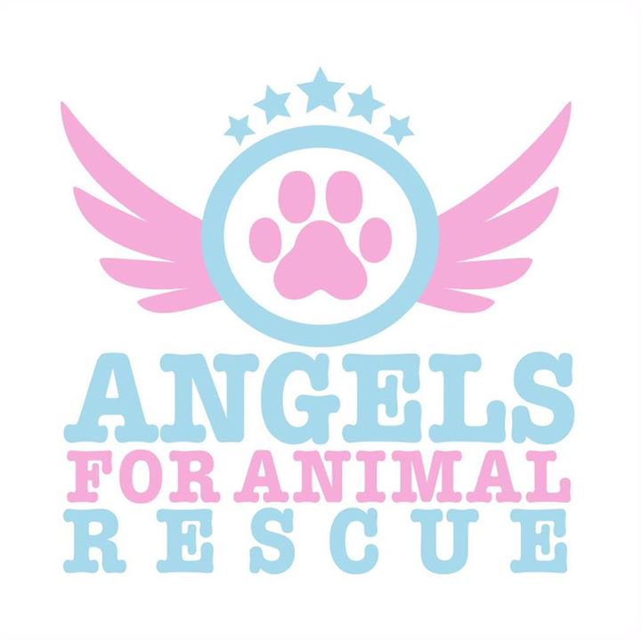 RT @teacuptutucharm: Be an Angel for @angels4animalre @joannakrupa @GabiGutierrez22 ???? https://t.co/FmqTrLOEXE Donate today & save a life! h…