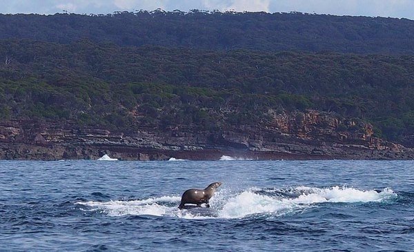 RT @radioromashka: Пока мы тут непонятно чем занимаемся, в Австралии тюлень катается на ките https://t.co/PS4Du3OuLQ