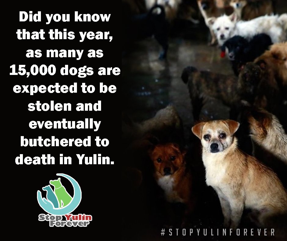 RT @stopyulinforevr: Did you know? This year, as many as 15,000 #dogs are expected to be stolen and butchered to death in #Yulin. https://t…