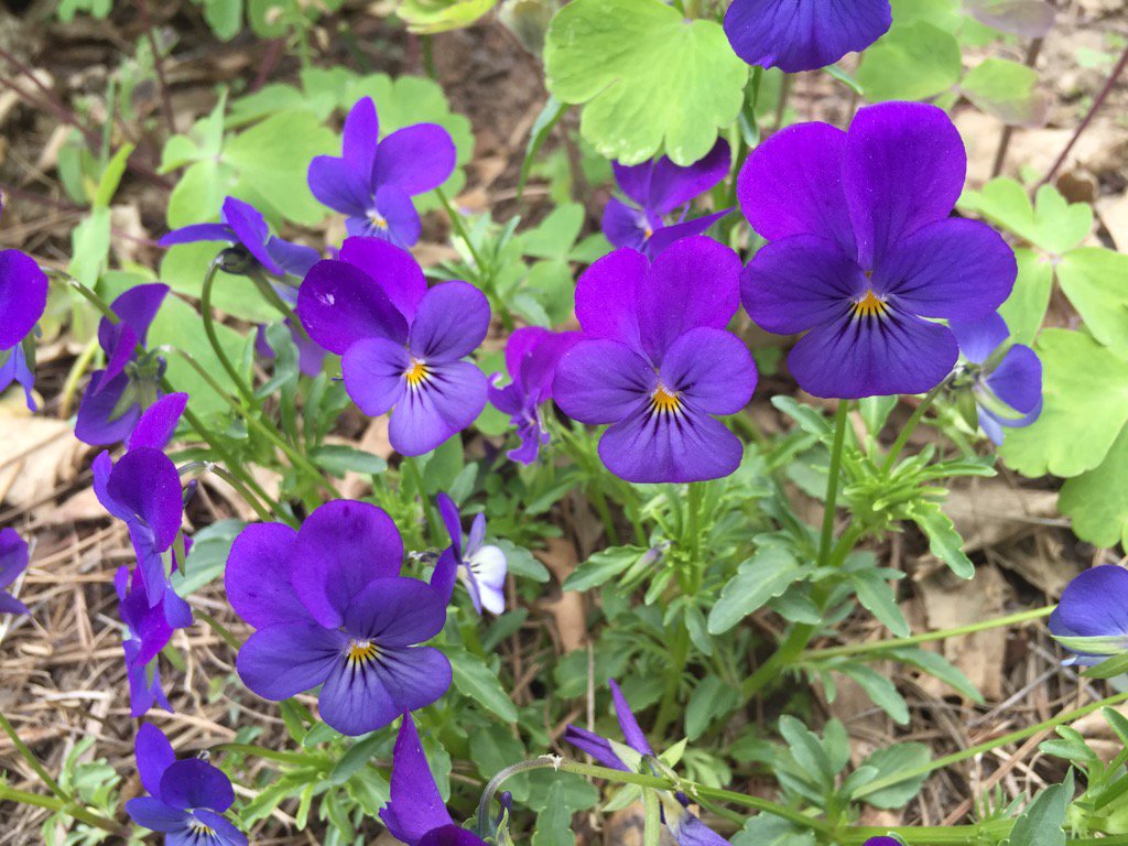 Violas looked almost fluorescent in my garden yesterday. https://t.co/7QkrRTb4kg