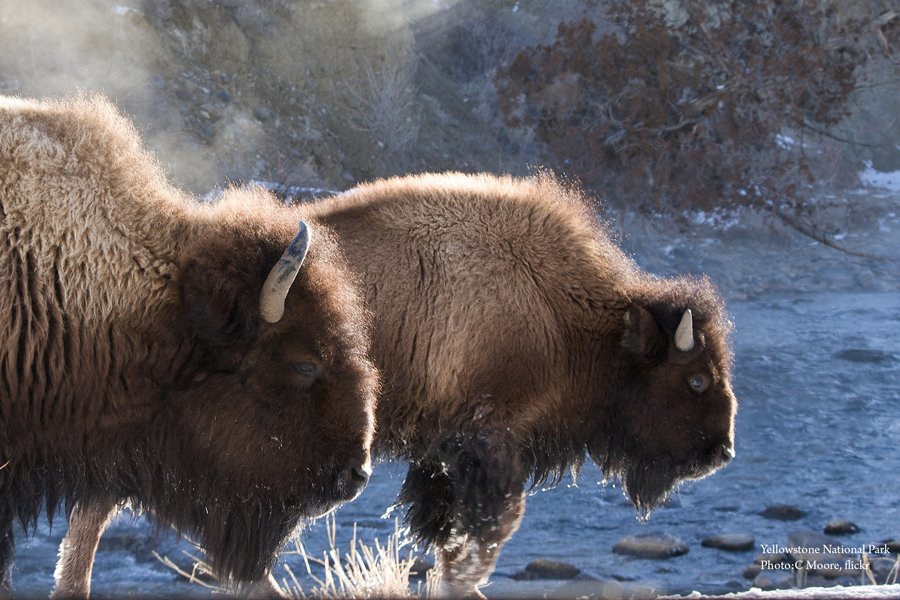 RT @Wilderness: It's official! @POTUS has signed the American bison as our national mammal https://t.co/oDiZ1mM5G1 https://t.co/EOIqC22rfp
