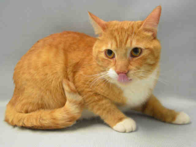 RT @URGENTPODR: DONALD - A1072039 
 Please Share:

 ***TO BE DESTROYED 05/13/16*** DASHING DONALD IS ... https://t.co/9AxOE79p2I https://t.…