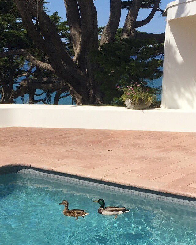 These guys, borrowing our pool for the day. https://t.co/B7y2ZIYvxi https://t.co/iXZmTry1X0