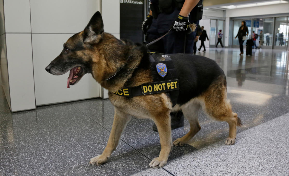 #dogs #TSA to Use Dogs to Speed Up #Airports #security https://t.co/RVhfOa8fBn by @nbcnewyork https://t.co/h81TiIKvql