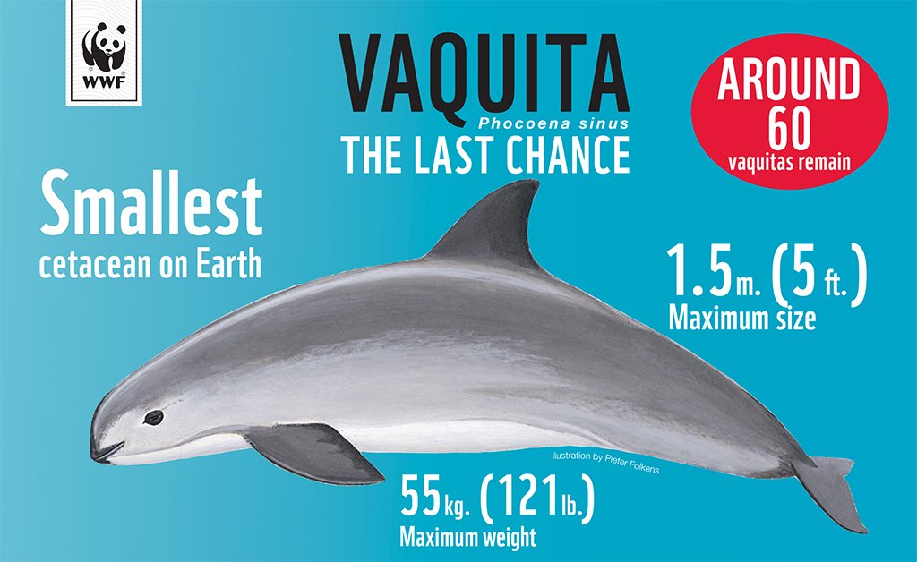 This #EndangeredSpeciesDay, let’s put the spotlight on the vaquita: https://t.co/4fRK6MlJUC via @CNN https://t.co/H1hzJGgElw
