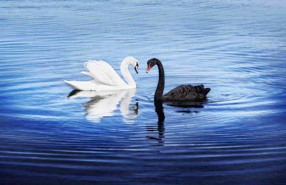 South Tce A white swan was spotted with with beautiful black swans opposite S...