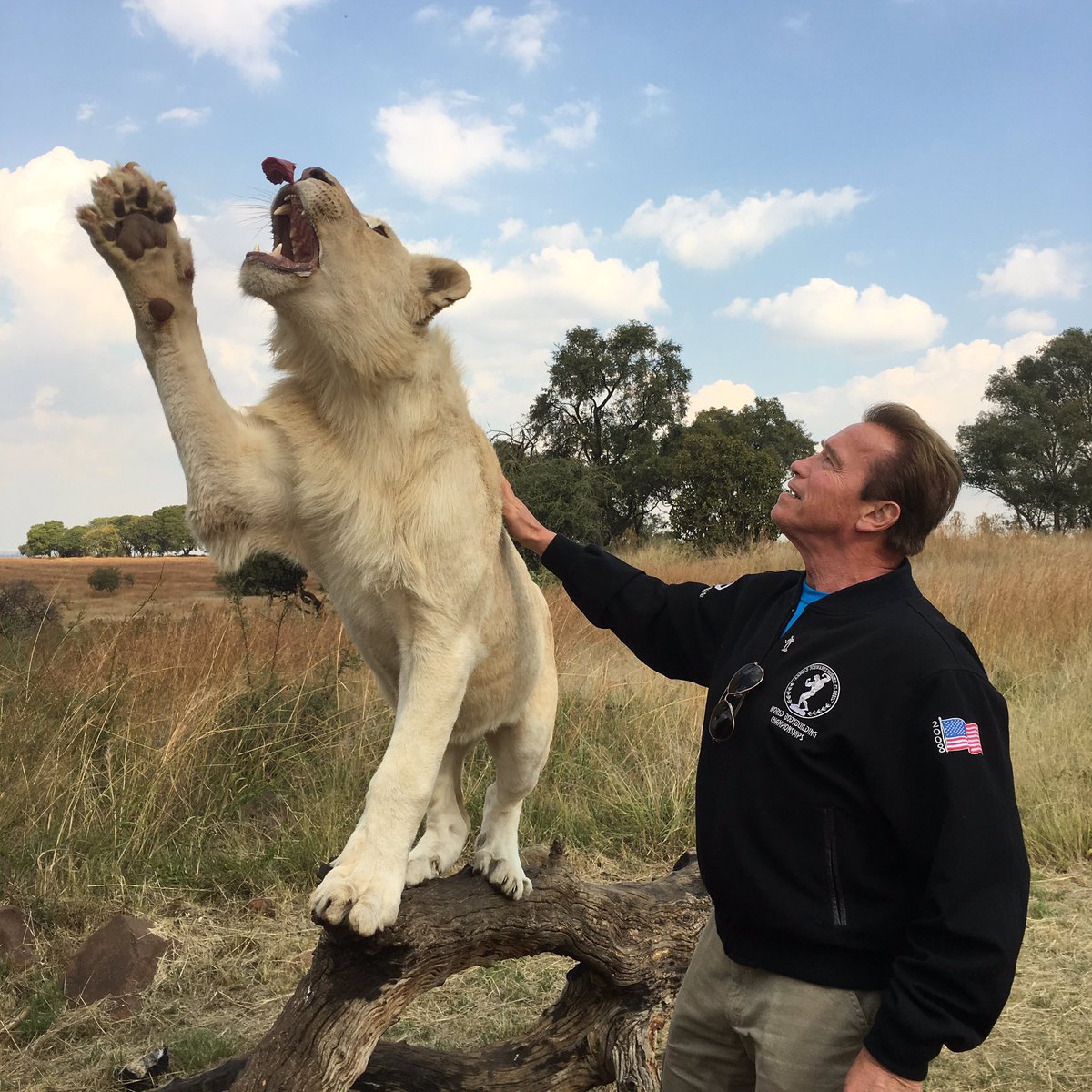 WAIT! This lion is stealing my protein! https://t.co/Do3gyHbiGU