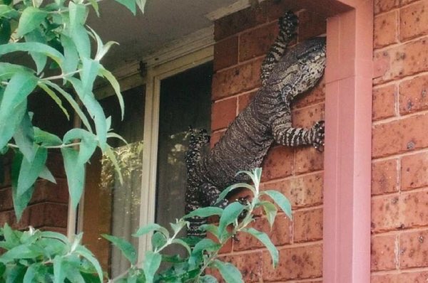 RT @KyleNoke: Reason number #651 why Australia is cool. A goanna just chillin on the side of a house. https://t.co/jGwl08HEXf