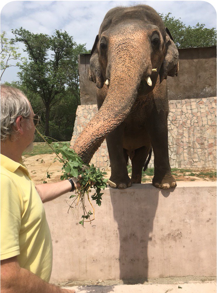 If we are able to Free Kaavan…
It’s because of You my ????????s???????? https://t.co/zff08HxaqG